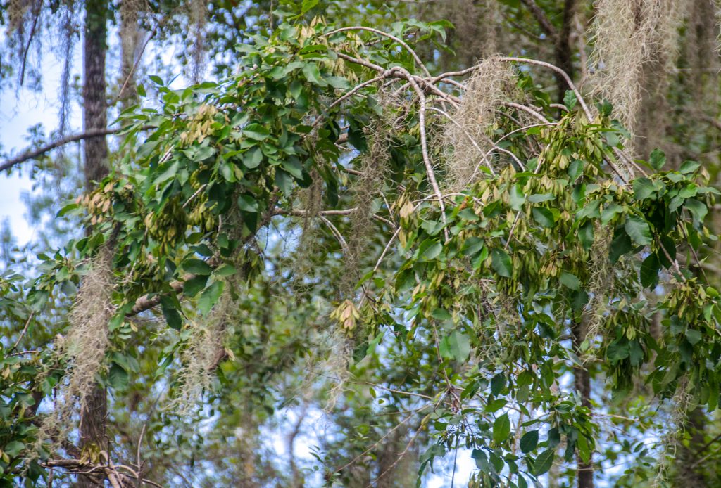 Carolina Ash - Fraxinus caroliniana