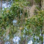 Carolina Ash - Fraxinus caroliniana