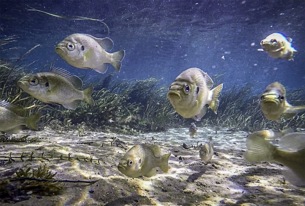 Curious Fish on Rainbow River