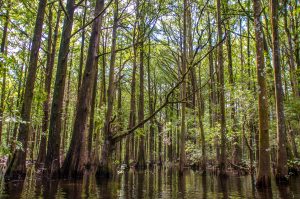 Cypress Forest on Prairie Creek