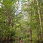 Donna Dwarfed by Cypress