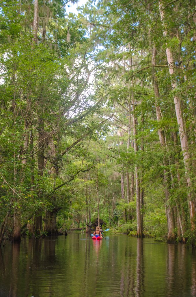 Donna Dwarfed by Cypress