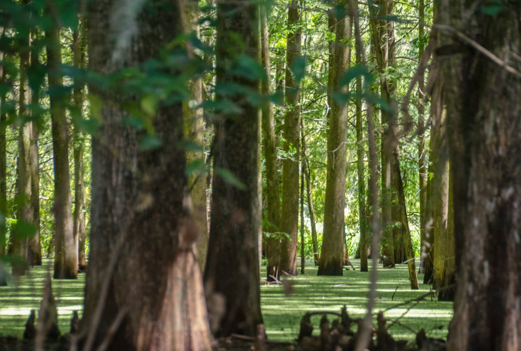 Duckweed Forest along Camp's Canal