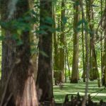 Duckweed Forest along Camp's Canal