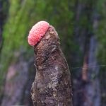 Florida Apple Snail Eggs