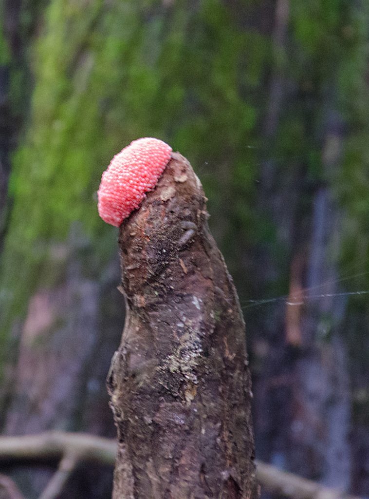 Florida Apple Snail Eggs