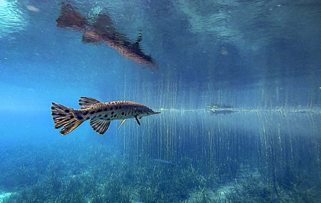 Florida Gar - Lepisosteus platyrhincus