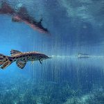 Florida Gar - Lepisosteus platyrhincus