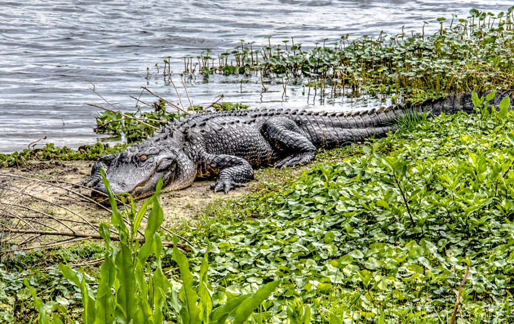 Gator along LA Cua Trail