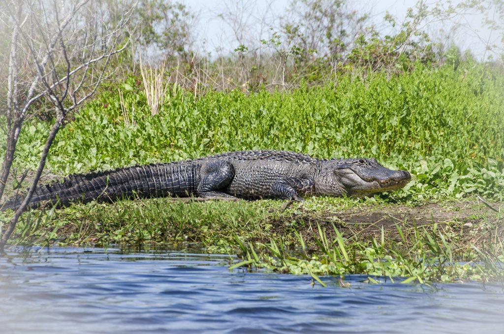 Gator along La Chua Trail