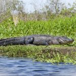 Gator along La Chua Trail