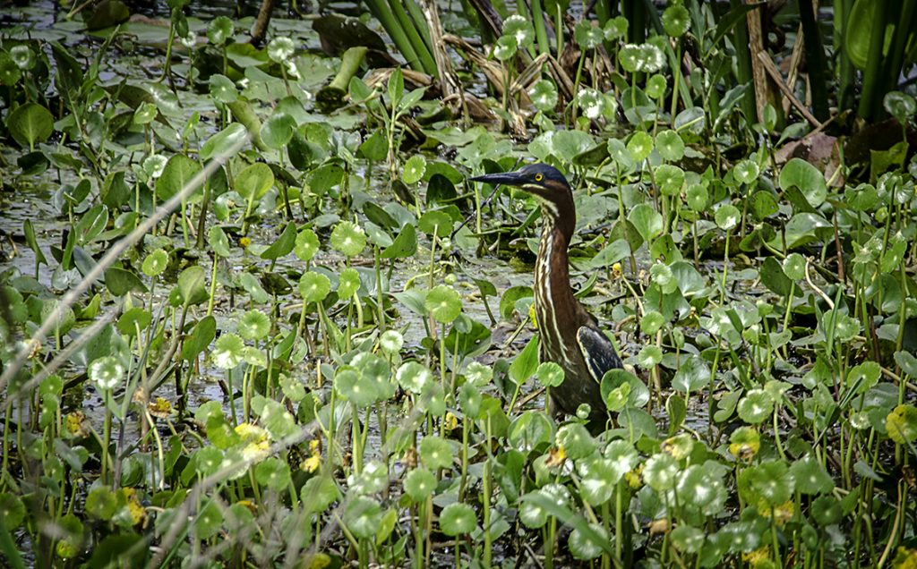 Green Heron - Butorides virescens
