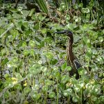 Green Heron - Butorides virescens