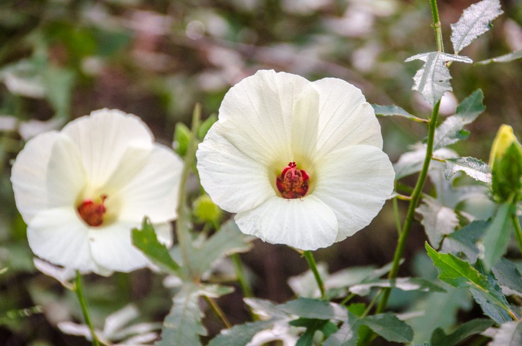 Halberd-leaf Rose Mallow – Hibiscus laevis