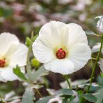 Halberd-leaf Rose Mallow – Hibiscus laevis