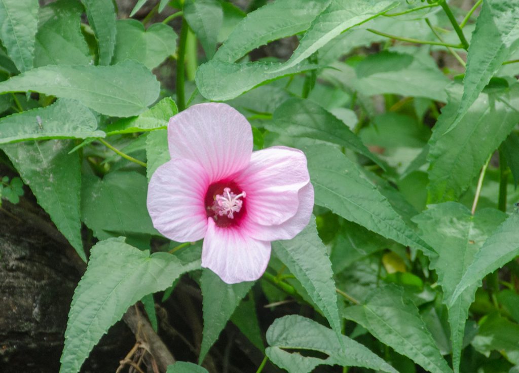 Hibiscus moscheutos palustris