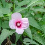 Hibiscus moscheutos palustris