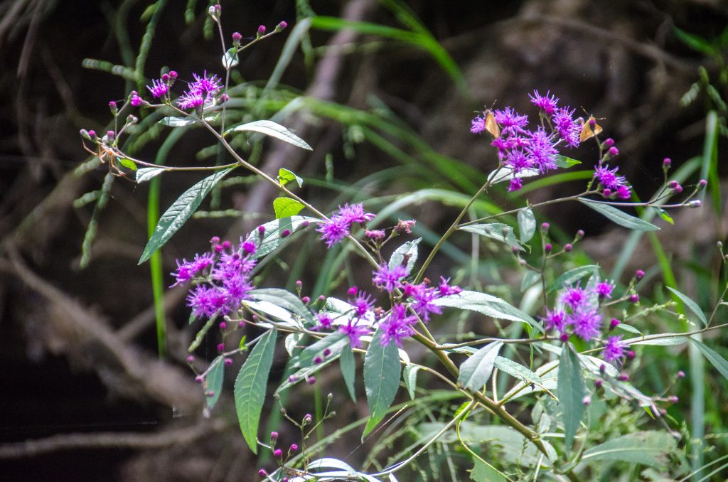 Ironweed - Vernonia fasciculata