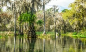 Lone Paddler on the Withlacoochee