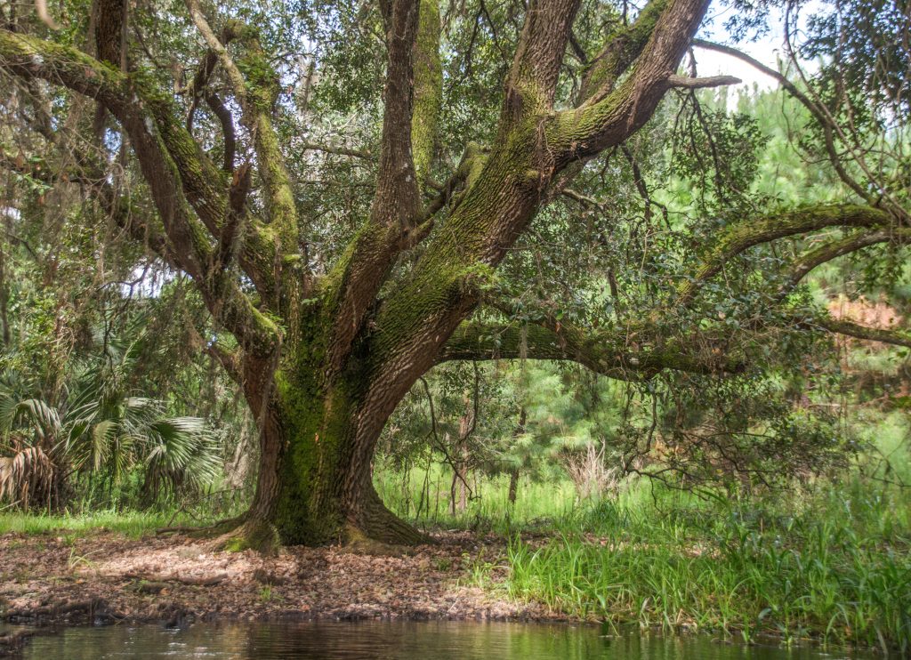 Quercus virginiana