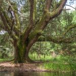 Quercus virginiana