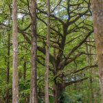 Old Cypress on Prairie Creek