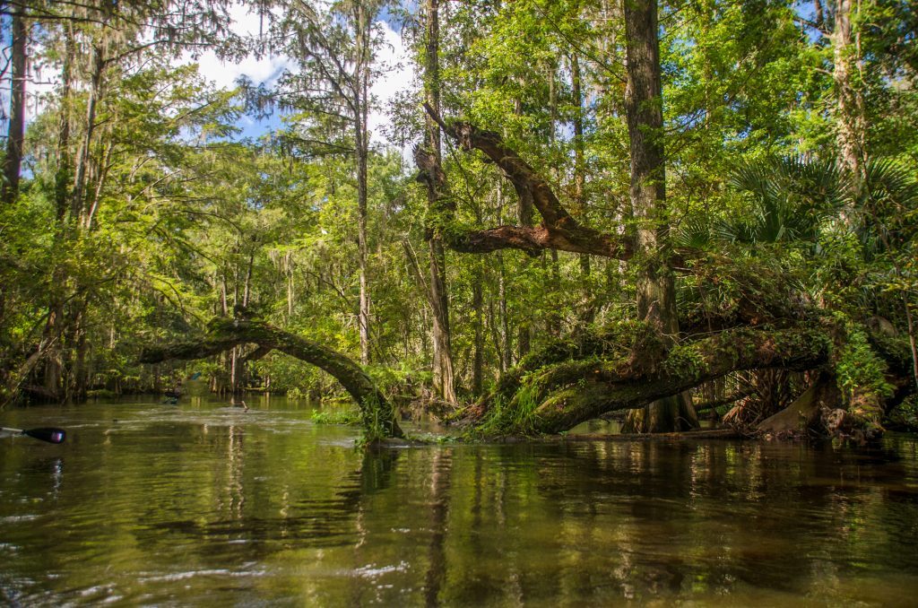 Old downed tree