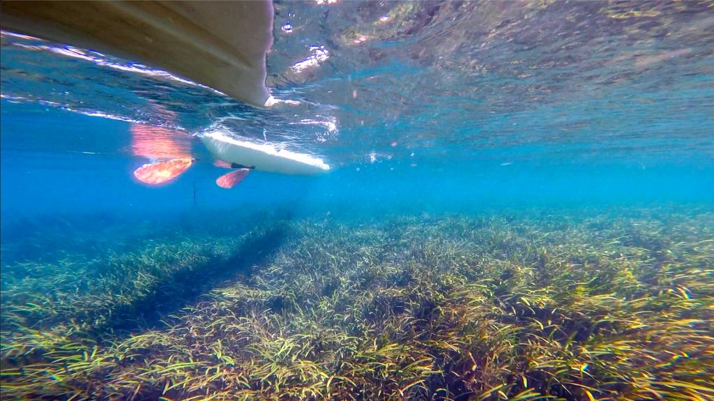 Paddling over Eelgrass