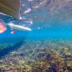 Paddling over Eelgrass