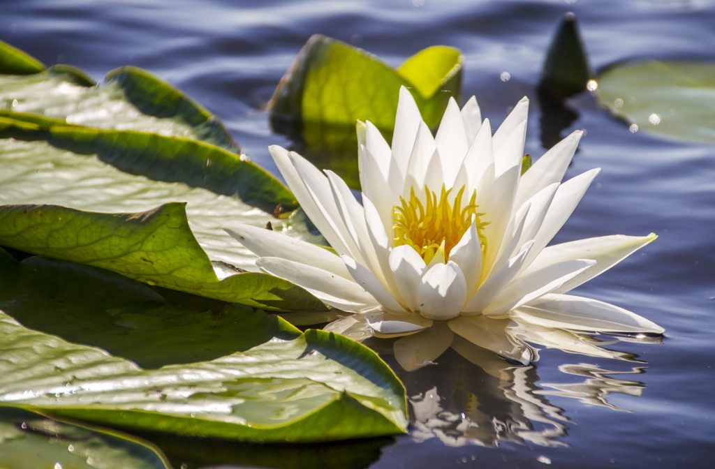 Fragrant Water Lily - Nymphaea odorata