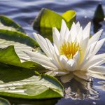 Fragrant Water Lily - Nymphaea odorata