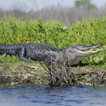 Paynes Prairie Alligator