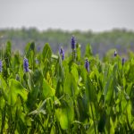 Pickerel Weed - Pontederia cordata