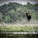 Red Wing Blackbird - Agelaius phoeniceus