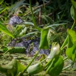 Small Gator on Prairie Creek