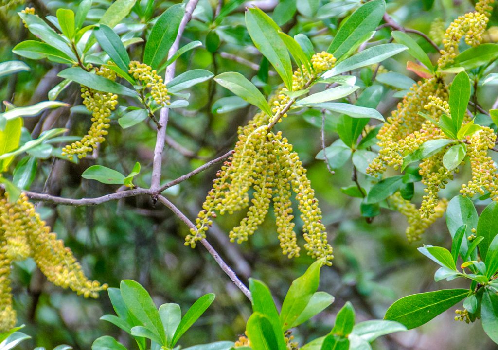 Swamp TiTi - Cyrilla racemiflora