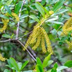 Swamp TiTi - Cyrilla racemiflora