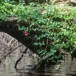 Trumpet Creeper - Campsis radicans