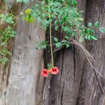 Trumpet Vine - Campsis radicans