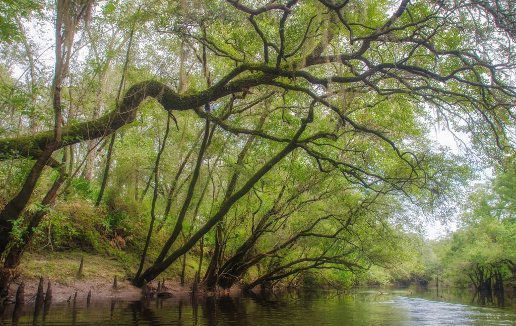 Tupelo river bank