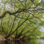 Tupelo river bank