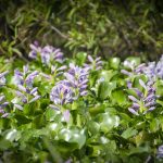 Water Hyacinth - Eichhornia crassipes