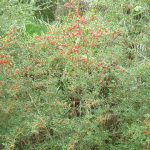 Yaupon Holly - Ilex vomitoria