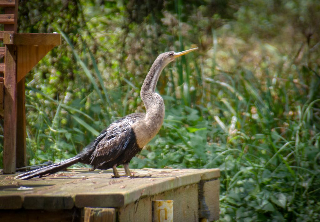 Anhinga on Dock