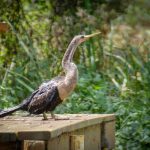 Anhinga on Dock