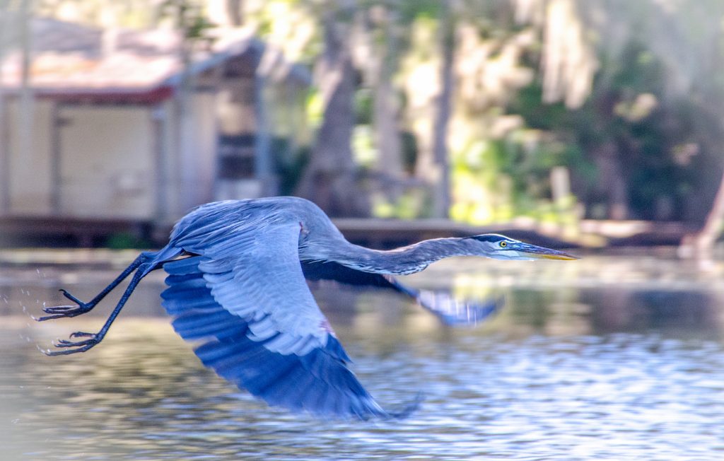 Blue Heron on Cross Creek