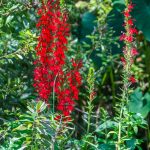 Cardinal Flower - Lobelia cardinalis