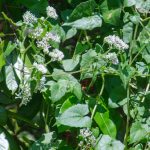 Climbing Hemp Vine - Mikania scandens