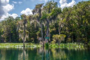 Confluence of Rainbow-Withlacoochee Rivers