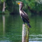 Cormorant - Phalacrocoracidae spp